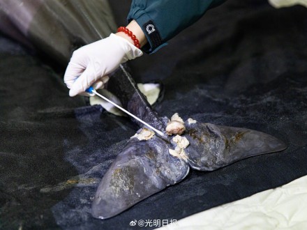 南京豚妹康复日记：如何救治伤病长江江豚？