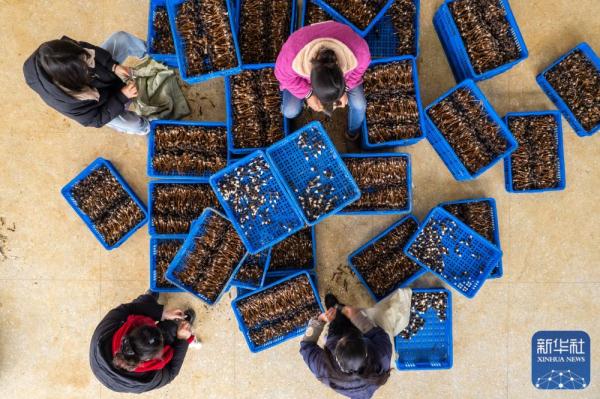 新春走基层|湖南古丈：食用菌产业助力乡村振兴