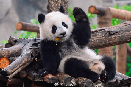 3月1日起,成都大熊猫繁育研究基地开闭园时间有变 3月1日起,成都大熊猫繁育研究基地开闭园时间有变