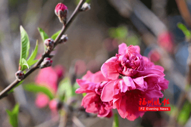 太美了!福州这里“繁花”盛开 太美了!福州这里“繁花”盛开