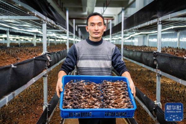 新春走基层|湖南古丈：食用菌产业助力乡村振兴
