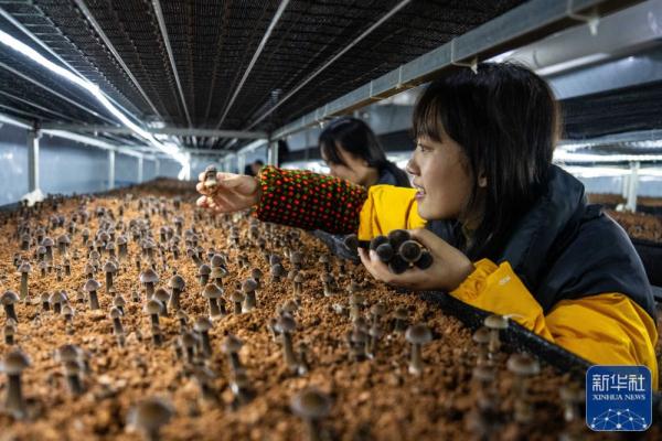 新春走基层|湖南古丈：食用菌产业助力乡村振兴
