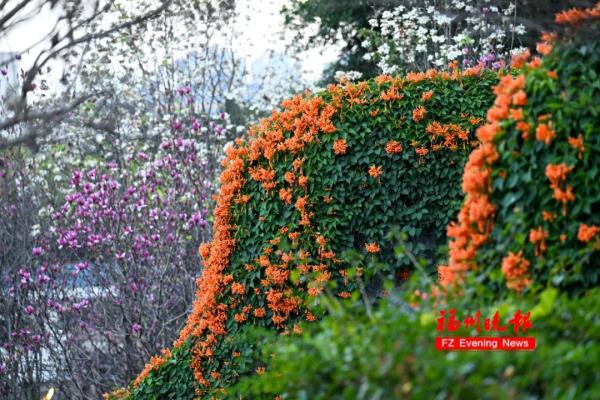 太美了!福州这里“繁花”盛开 太美了!福州这里“繁花”盛开