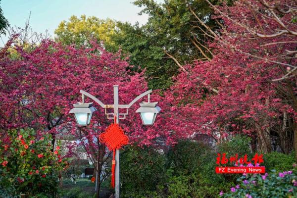 太美了!福州这里“繁花”盛开 太美了!福州这里“繁花”盛开