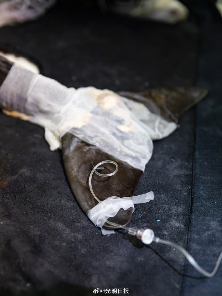 南京豚妹康复日记：如何救治伤病长江江豚？