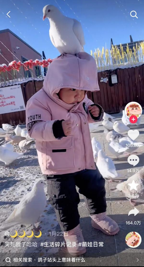 鸽子拿捏人类幼崽，引发一场网友绘画大赛