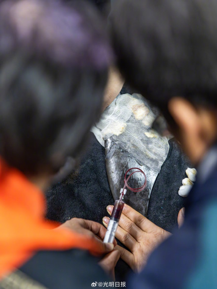 南京豚妹康复日记：如何救治伤病长江江豚？