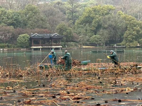残荷清理迎花开 西湖启动荷花养护工作 残荷清理迎花开 西湖启动荷花养护工作