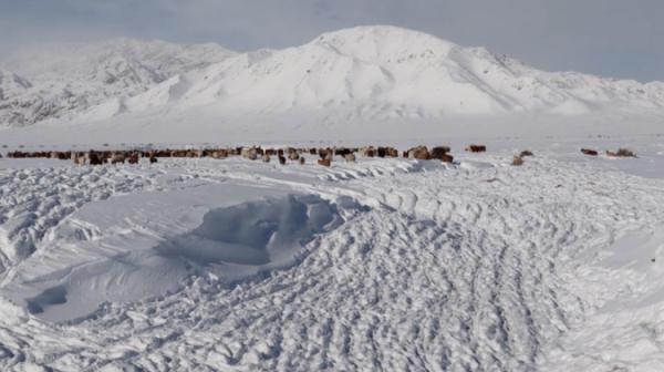 蒙古国牧区雪灾持续加重 牲畜损失超200万头只 蒙古国牧区雪灾持续加重 牲畜损失超200万头只