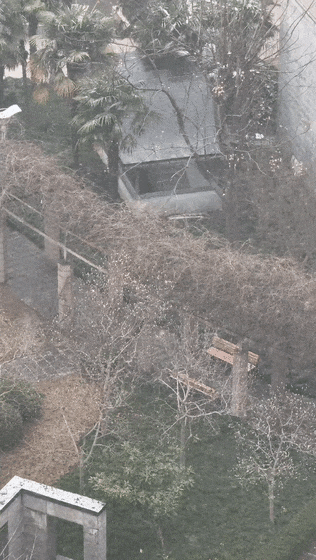 上海人今早朋友圈刷屏！真的下雪啦！这回没白受冻