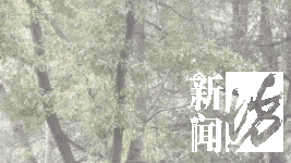 上海人今早朋友圈刷屏！真的下雪啦！这回没白受冻