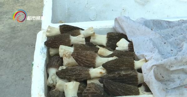 春天，云南人除了吃花还可以继续吃菌儿，有的都降价了……