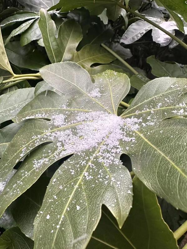 上海人今早朋友圈刷屏！真的下雪啦！这回没白受冻