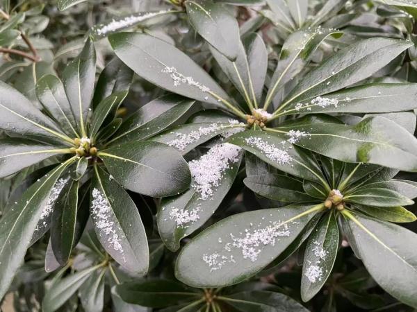 上海人今早朋友圈刷屏！真的下雪啦！这回没白受冻