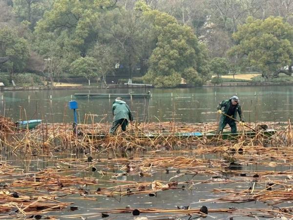 残荷清理迎花开 西湖启动荷花养护工作 残荷清理迎花开 西湖启动荷花养护工作