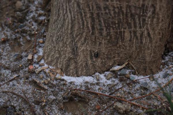 上海人今早朋友圈刷屏！真的下雪啦！这回没白受冻