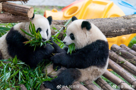 大熊猫“渝可”“渝爱”上演复制粘贴术