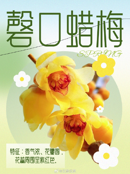 这些花你分清“梅” 磬口蜡梅来这看就对了