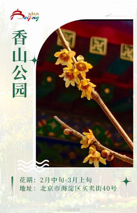 这些花你分清“梅” 磬口蜡梅来这看就对了