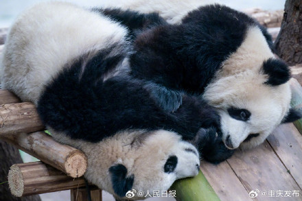 大熊猫“渝可”“渝爱”上演复制粘贴术