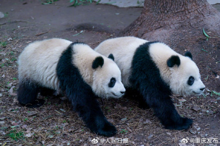 大熊猫“渝可”“渝爱”上演复制粘贴术