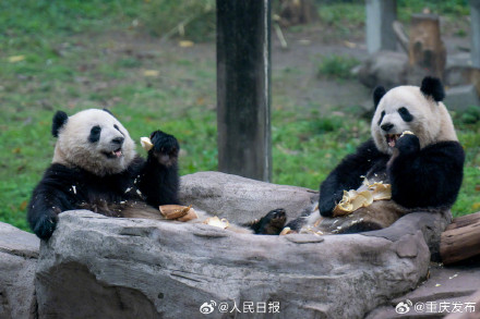 大熊猫“渝可”“渝爱”上演复制粘贴术