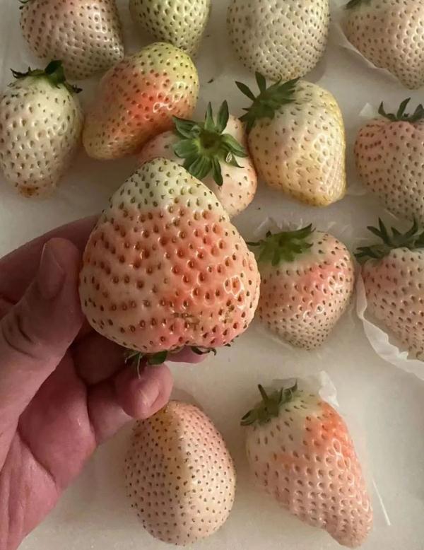 突发大跳水！这种水果“价格‘腰斩’了”