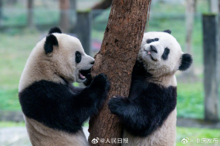 大熊猫“渝可”“渝爱”上演复制粘贴术