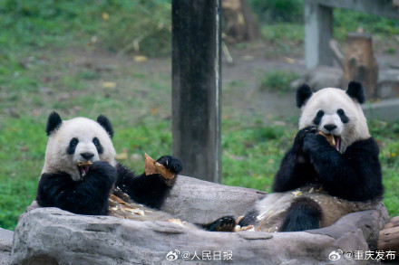 大熊猫“渝可”“渝爱”上演复制粘贴术