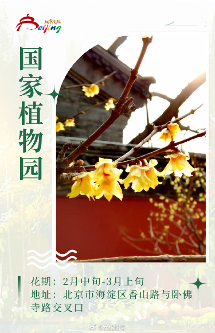 这些花你分清“梅” 磬口蜡梅来这看就对了