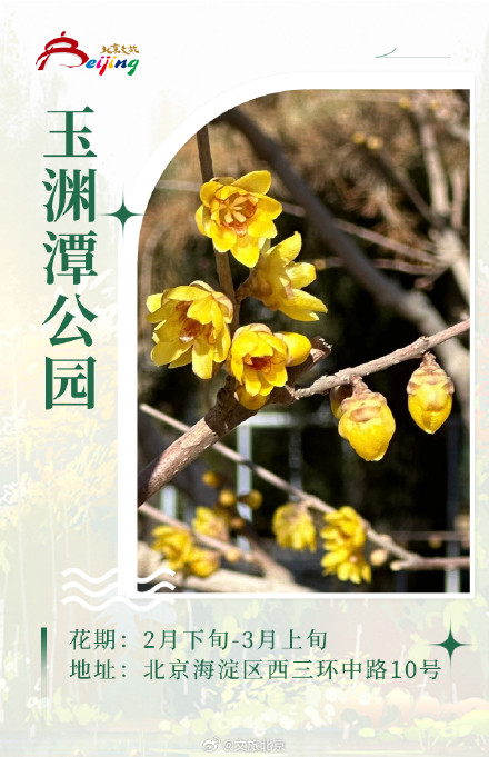 这些花你分清“梅” 磬口蜡梅来这看就对了