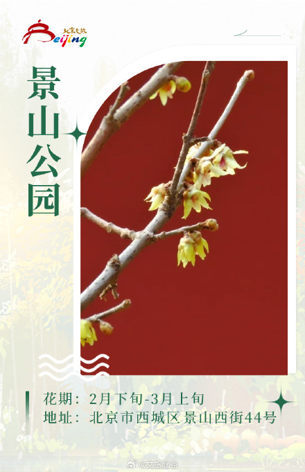 这些花你分清“梅” 磬口蜡梅来这看就对了