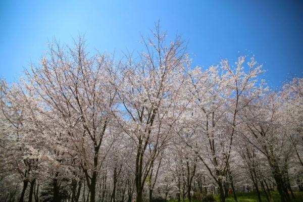 贵安樱花园预计3月11日进入初花期