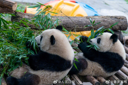 大熊猫“渝可”“渝爱”上演复制粘贴术