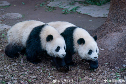 大熊猫“渝可”“渝爱”上演复制粘贴术