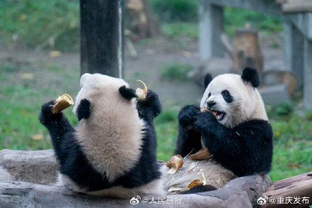 大熊猫“渝可”“渝爱”上演复制粘贴术