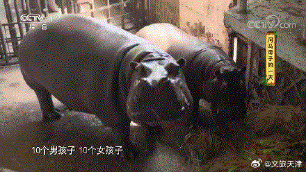 9岁生儿育女十全十美六代同堂功勋母亲河马七儿离世