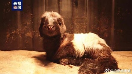 世界首例克隆藏羊诞生了 世界首例克隆藏羊诞生了