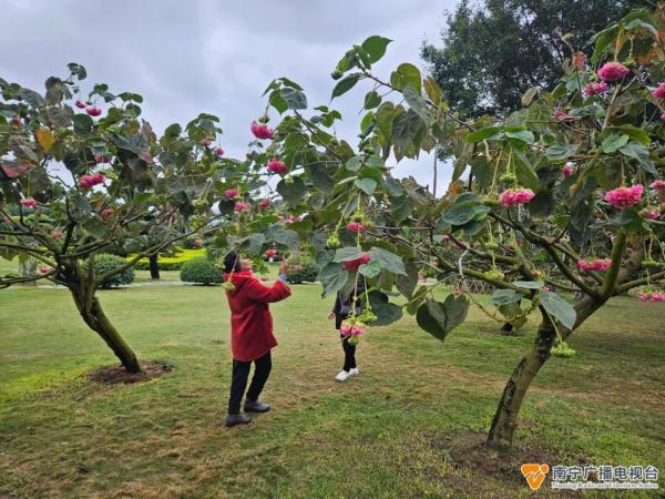 南宁公园里这种“倒着开的绣球花”盛放!开花时像喝醉酒一样→ 南宁公园里这种“倒着开的绣球花”盛放!开花时像喝醉酒一样→