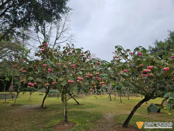 南宁公园里这种“倒着开的绣球花”盛放!开花时像喝醉酒一样→ 南宁公园里这种“倒着开的绣球花”盛放!开花时像喝醉酒一样→