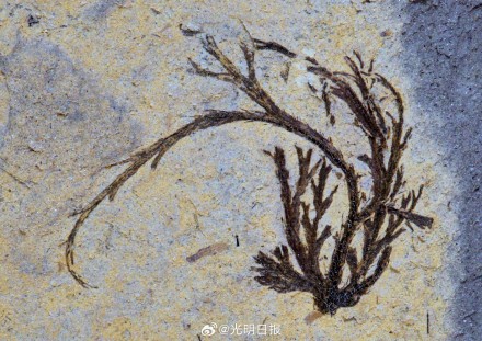 湖北发现3亿多年前古植物化石群
