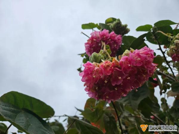 南宁公园里这种“倒着开的绣球花”盛放!开花时像喝醉酒一样→ 南宁公园里这种“倒着开的绣球花”盛放!开花时像喝醉酒一样→