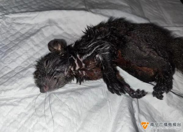 粘鼠胶不慎粘到小松鼠!南宁警方:属于“三有”保护动物,需放生 粘鼠胶不慎粘到小松鼠!南宁警方:属于“三有”保护动物,需放生
