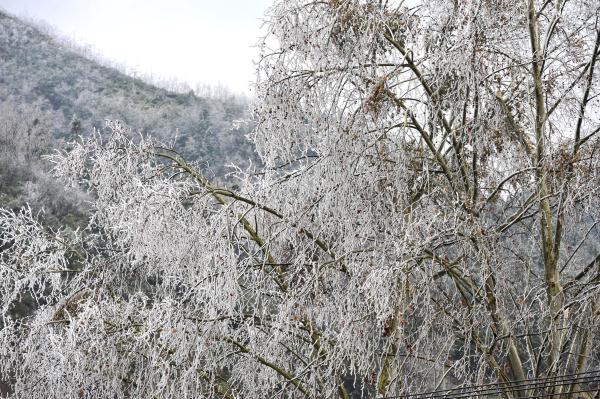 雾凇冰挂扮美青曼苗寨 雾凇冰挂扮美青曼苗寨