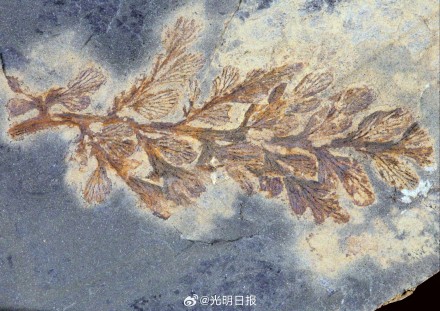 湖北发现3亿多年前古植物化石群