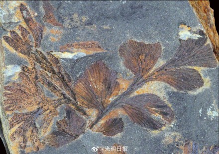 湖北发现3亿多年前古植物化石群