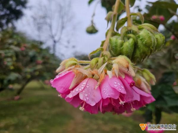 南宁公园里这种“倒着开的绣球花”盛放!开花时像喝醉酒一样→ 南宁公园里这种“倒着开的绣球花”盛放!开花时像喝醉酒一样→