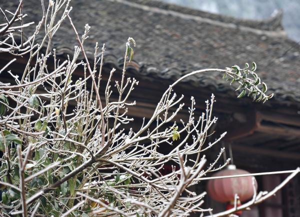 雾凇冰挂扮美青曼苗寨 雾凇冰挂扮美青曼苗寨