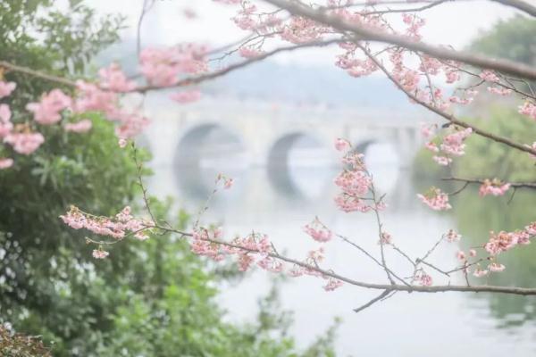 近千株红梅绽放，快来重庆园博园邂逅春景浪漫