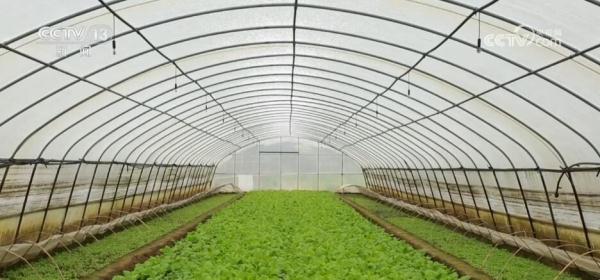 大数据、物联网、传感器 数智化技术推动蔬菜产业高质量发展 大数据、物联网、传感器 数智化技术推动蔬菜产业高质量发展